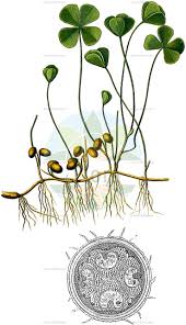 Image result for Marsileaceae