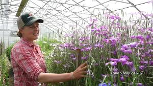 Image result for Agrostemma