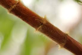 Image result for Hagenia