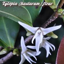 Image result for Xylopia lukei