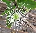 Image result for Maerua becquetii