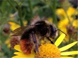 They can also be found in new zealand and tasmania. Bees Nest In The Attic What Should I Do Read This Free Advice