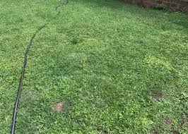 The most severe cases of dog urine lawn damage result in brown spots, which are areas of dead and dying grass. How To Prevent Pet Urine From Killing Grass Thatmutt Com