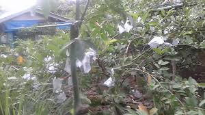 Aktiviti riadah di waktu lapang.walaupun hanya sekangkang kera di belakang rumah.namun peluh jantan tumpah jua kebumi.huhu jangan ajak saya berjoging. Kebun Buah Di Belakang Rumah Youtube