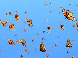 Sep 17, 2020 · the look: Butterfly Aesthetic Wallpaper For Laptop Novocom Top