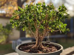 30 miles east of sacramento and 4 miles from coloma. Boxwood Wip Bonsai