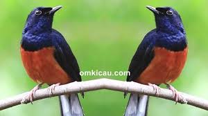 Kondisi murai yang kurang bergairah ini bisa juga disebabkan karena burung belum siap yang dimana sering terlihat murai batu lesu bulu ngembang ini setelah melewati proses mabung yang mentas atau kurang tuntas, salah dalam memberikan perawatan di masa rontok bulu dan dorong bulu murai tersebut. Tips Menggembleng Mental Murai Batu Bakalan Muda Hutan Agar Makin Ngejoss Om Kicau