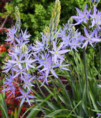 Check spelling or type a new query. Camas Tips And Guidance To Care For These Bulb Flowers Best
