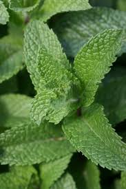 8 Aromatic Indoor Herbs That Purify Air Naturally Plants Herbs Indoors Indoor Plants