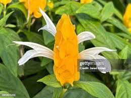 Image result for Pachystachys