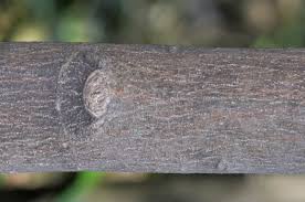 Image result for Celtis mildbraedii