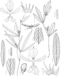 Image result for Eriosema