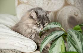 Unfortunately, if you own a cat, these plants can be particularly tempting for them to eat when you're not around, and while some may be safe for your companion, others may put him or her at a risk of poisoning or while cats are carnivores by nature, there's a reason they're drawn to house plants. Help My Cat Is Eating My Plants Bechewy