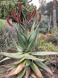 Image result for Aloe excelsa