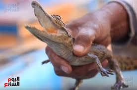 بأيدينا قرى من ذهب فى قرية غرب سهيل بأسوان احنا والتماسيح في بيت واحد سعر التمساح الصغير 200 جنيه والكبير 3000 ومربية بتكلم معاهم وبخاف عليهم زى عيالي بالضبط اليوم السابع