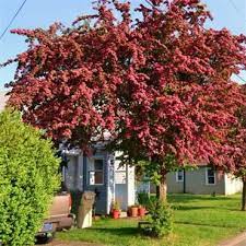 What does a crimson cloud hawthorn look like? Crataegus Crimson Cloud Red Flowering Hawthorn Tree Johnstown Garden Centre Ireland Hawthorn Tree Plants Outdoor Gardens
