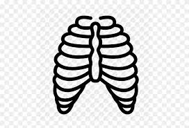 Mar 20, 2015 · the ribs partially enclose and protect the chest cavity, where many vital organs (including the heart and the lungs) are located. Anatomy Body Cage Human Organ Rib Skeleton Icon Rib Cage Clipart Stunning Free Transparent Png Clipart Images Free Download