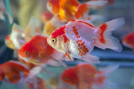We are now closed permanently as of march 5, 2017, but we are keeping this page going to promote. Sss Pet Fish Shop 3 Photos Fish Market 162 330 Madampitiya Road Kimbulaela Col 15 Colombo Sri Lanka