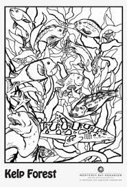 Print out animal pages/information sheets to color. Svg Library Library Can You Spot The Leopard Shark Animal Camouflage Coloring Page Png Image Transparent Png Free Download On Seekpng
