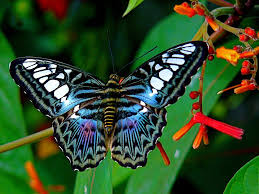 Blue Clipper Butterfly Most Beautiful Butterfly Butterfly Species Butterfly Wonderland