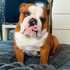 Even when they do shed, because they have short, thin hairs, it tends to a lot of the time, excessive shedding can be a symptom of poor diet or allergic reaction. The Great British Bulldog On Instagram When Is Lockdown Over Mo Mo In Flo To Feature Your Bulldog Sharea Bulldog British Bulldog Pet Shed