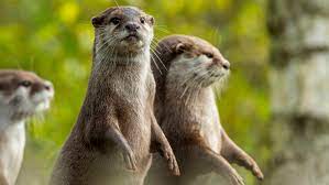 Their diet in the wild is crustaceans, mollusks, and small fish. Asian Small Clawed Otter Information From Marwell The Zoo