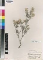 Image result for Blepharis diversispina