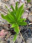 Image result for Pygmaeothamnus zeyheri