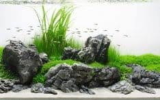 This aquascape was a turning point in my life. Iwagumi Aquarium Home Aquascape Aquarium In The House