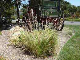 The seed heads can be used as a lovely addition to fresh and dried flower arrangements.… lagurus ovatus bunny tails seeds | etsy. Red Bunny Tails Green Meadow Growers