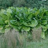 Kidsafe kidsafe queensland fact sheet: Alocasia Benefits