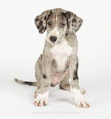 Great Dane Rescue Of Minnesota Wisconsin May Rescue Of The Month Minneapolis St Paul Pet Photography Joy Sessions