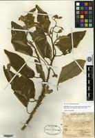 Image result for Solanum campylacanthum 'incanum type'