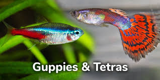 Will guppies eat tetras?