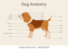 royalty free dog anatomy stock images photos vectors