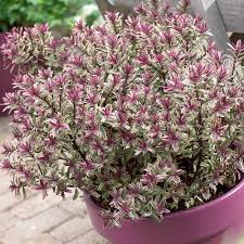 Since 1995, honeybee gardens has operated under one simple concept. Buy Hebe Magic Summer J Parker Dutch Bulbs