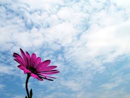 You can use our stock content for publications, tv commercials, goods packaging or smartphone applications. Free Spring Images Pictures And Royalty Free Stock Photos Freeimages Com