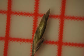 Image result for Eragrostis cylindriflora