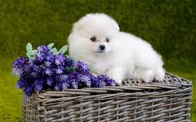 All of these breeds are worthy of being your pet. Download Wallpapers Cute White Small Dog For Desktop Free High Quality Hd Pictures Wallpapers Page 1