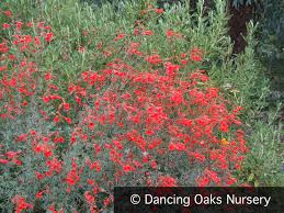 Image result for Epilobium stereophyllum