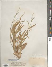 Image result for Panicum brevifolium