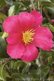 Camellia Crimson King A Camellia Sasanqua Cultivar That Is Among The First To Bloom It Has A Strongly Upright Habit And Its Flowe King Photo Camellia Photo
