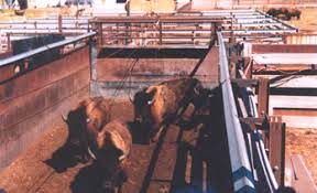 But as the gold rush,. Buffalo Gold Rush The Bison Advantage Thefencepost Com