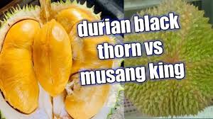 Daging dari durian duri hitam ini memiliki warna kuning keemasan, teksturnya yang lembut tidak berserat, daging tebal. Duri Hitam Vs Musang King Durian Durian Ochee Black Thron D200 Youtube