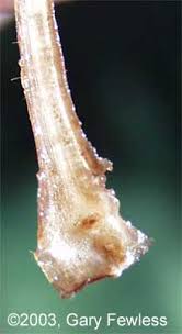 Image result for Isoetes schweinfurthii