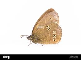 Image result for Aphantopus hyperantus