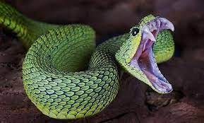 22 Pics Of The Coolest Poisonous Snake In The World The African Bush Viper Wow Gallery Snake Venom Poisonous Snakes Snake