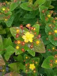 Portamento compatto a rapida crescita. Iperico Vivai Piante Nardi Marco Vendita Spedizione