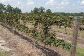Growing Blackberries On A Two Wire Trellis Growing Blackberries Blackberry Plants Blackberry Trellis
