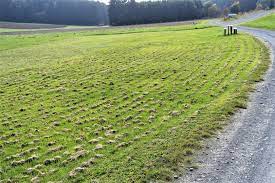 Franz kriechenbauer hat mit ausgeliehenen. Wembley Rasen Mitten In Der Pampa Foto Bild Wald Outdoor Wiese Bilder Auf Fotocommunity